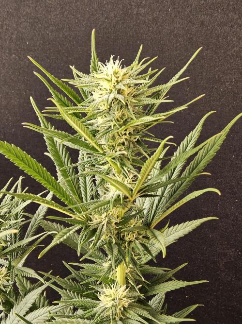 Mafia Devil. Week 12