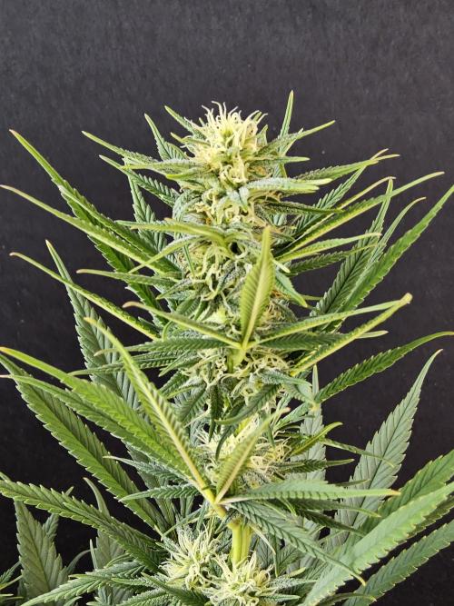 Mafia Devil. Week 12