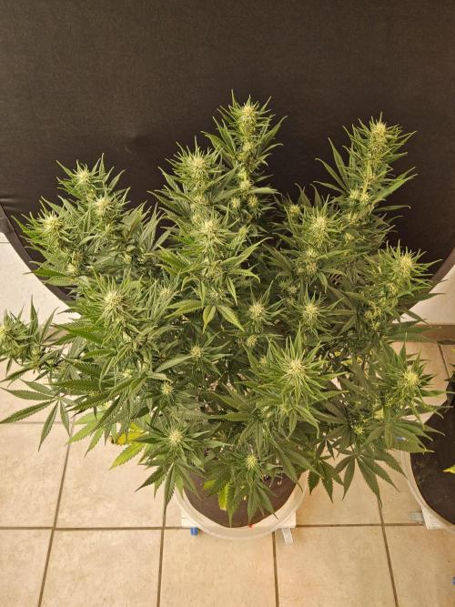 Mafia Devil. Week 12