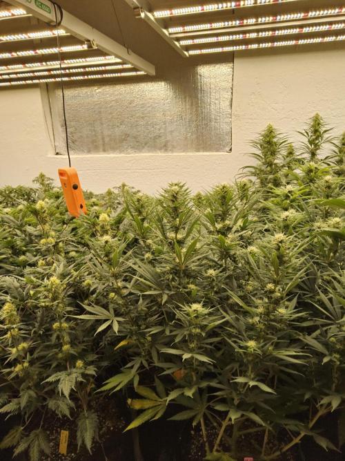 Mafia Devil. Week 12