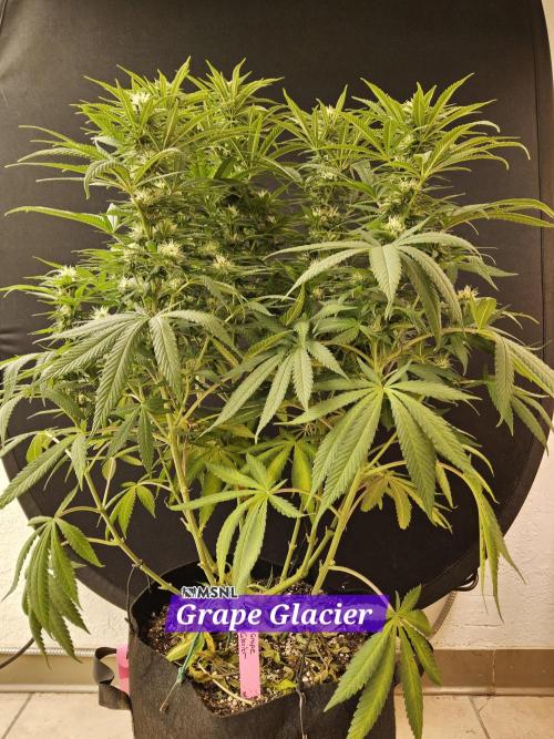 Grape Glacier. Week 11