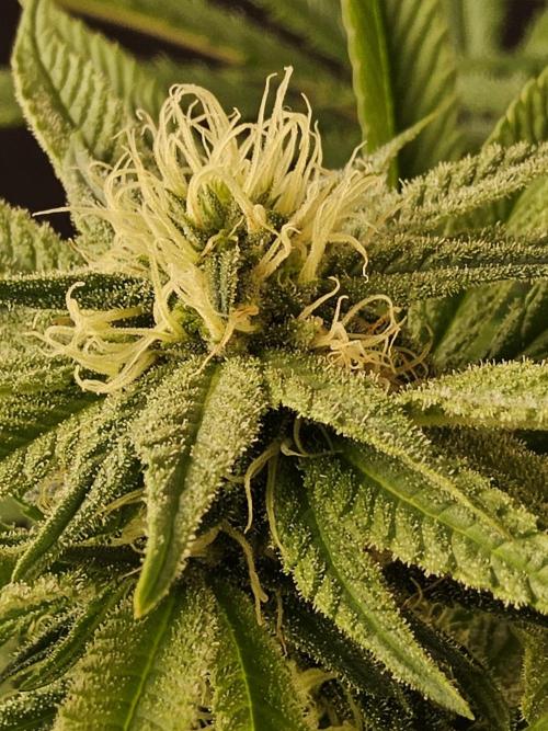 Grape Glacier. Week 11