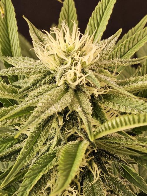 Grape Glacier. Week 11