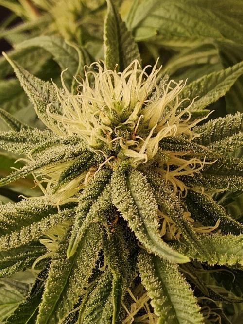 Grape Glacier. Week 11