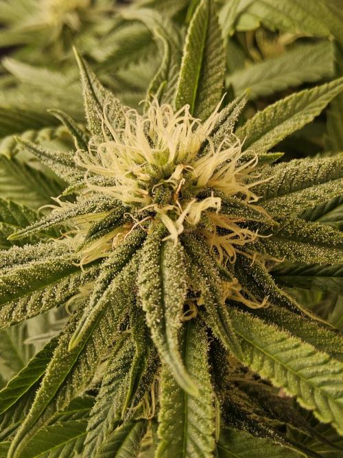 Grape Glacier. Week 11