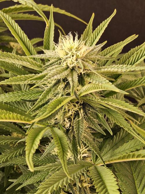 Grape Glacier. Week 11