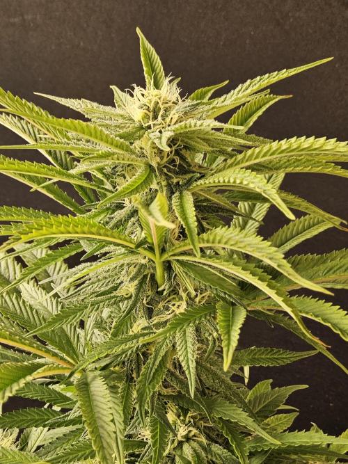 Grape Glacier. Week 11