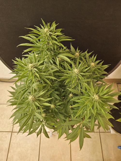 Grape Glacier. Week 11