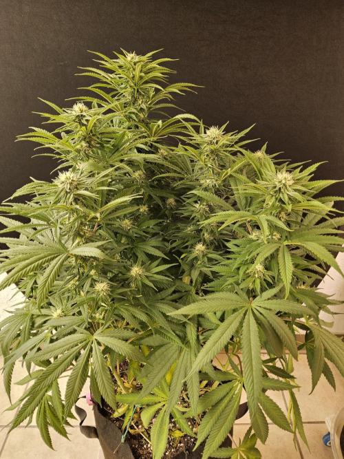 Grape Glacier. Week 11