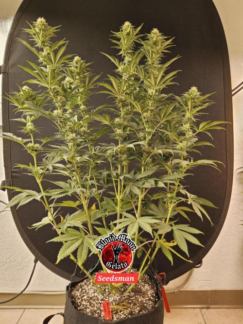Seedsman Blood. Week 12