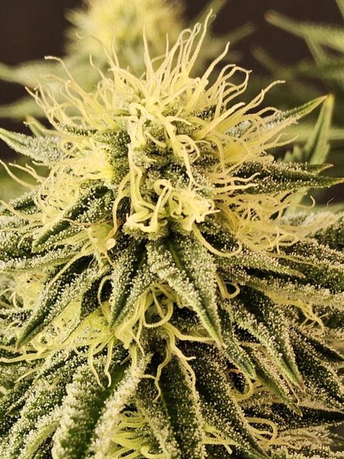 Seedsman Blood. Week 12