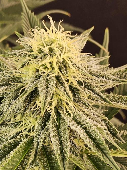 Seedsman Blood. Week 12