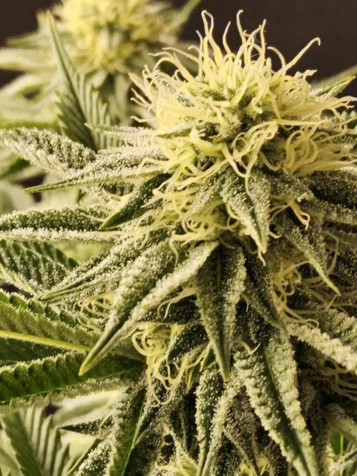 Seedsman Blood. Week 12