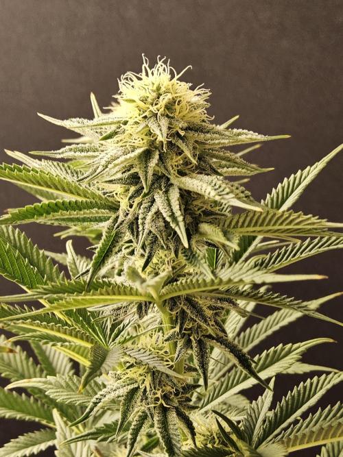 Seedsman Blood. Week 12