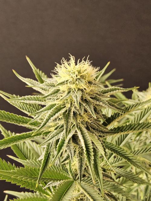 Seedsman Blood. Week 12