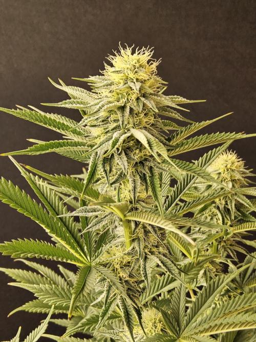 Seedsman Blood. Week 12