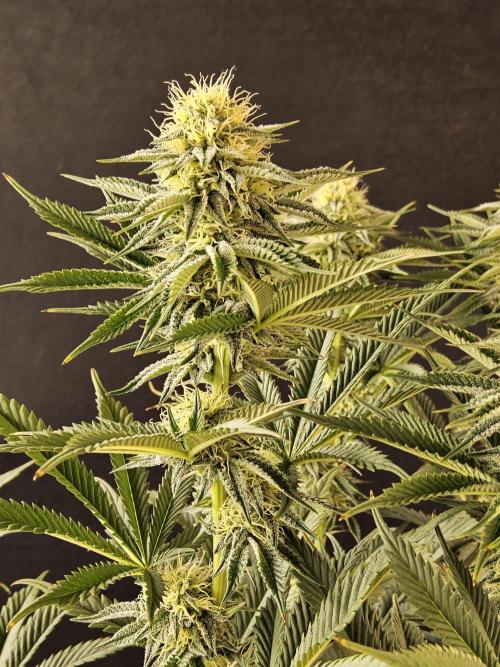 Seedsman Blood. Week 12