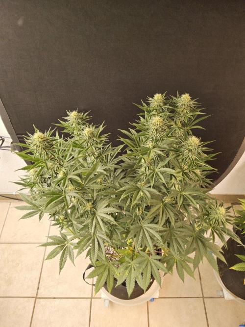 Seedsman Blood. Week 12