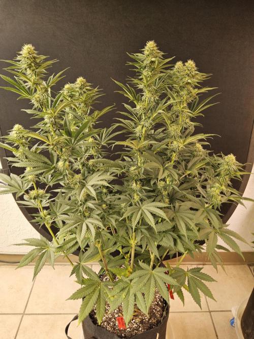 Seedsman Blood. Week 12