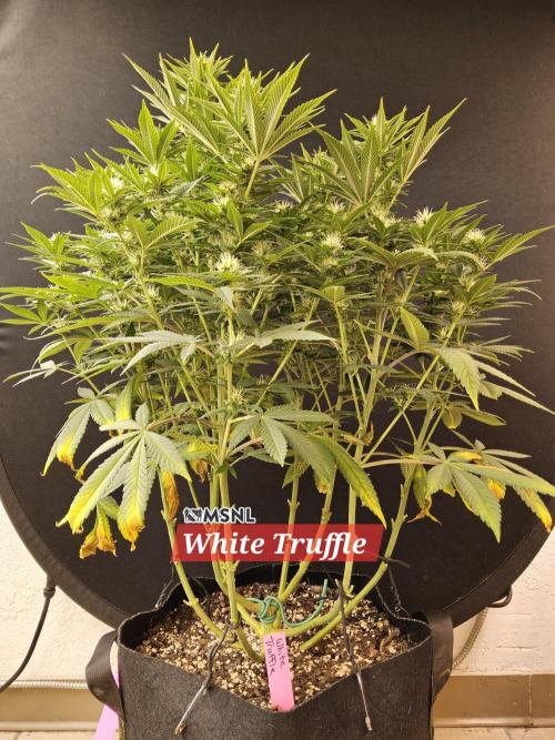 The Truffle of MSNL. Week 11