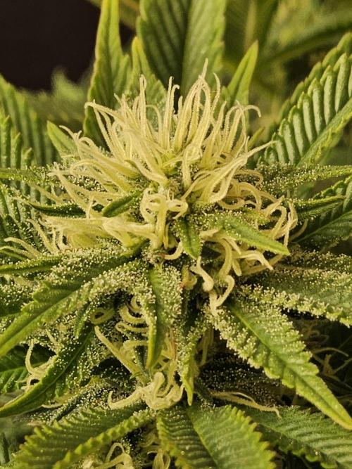 The Truffle of MSNL. Week 11