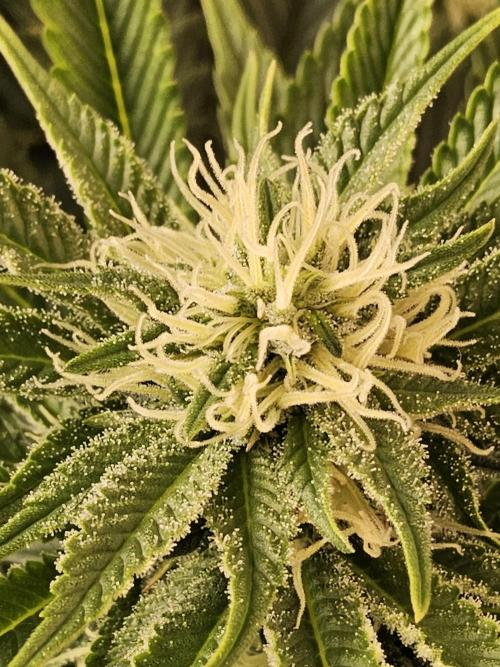 The Truffle of MSNL. Week 11