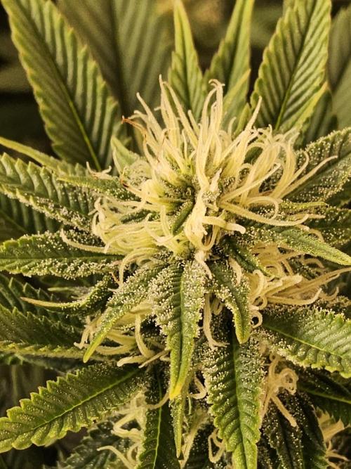 The Truffle of MSNL. Week 11