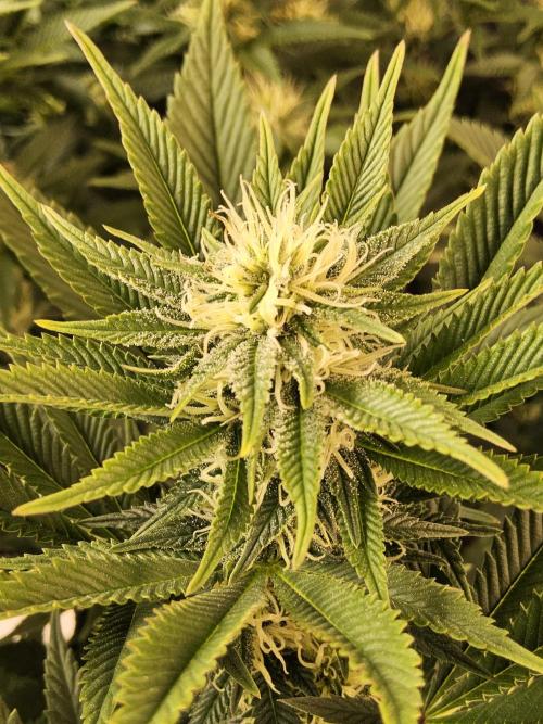 The Truffle of MSNL. Week 11