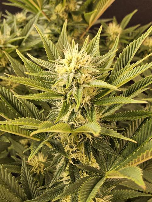 The Truffle of MSNL. Week 11