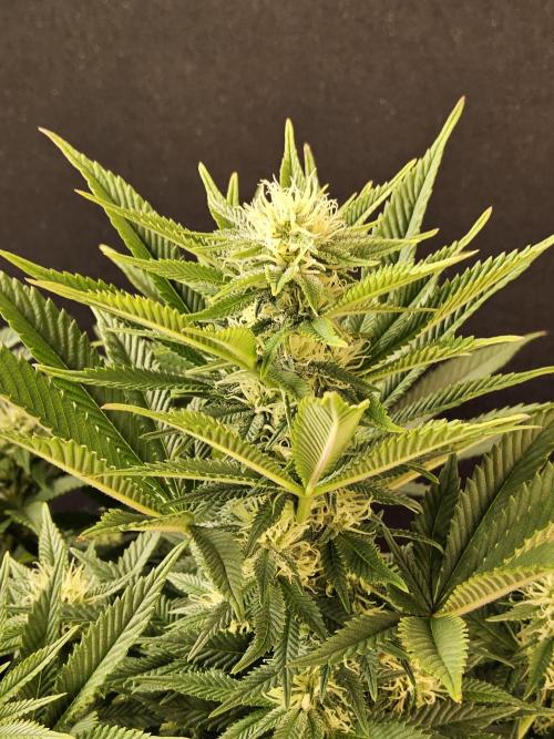 The Truffle of MSNL. Week 11