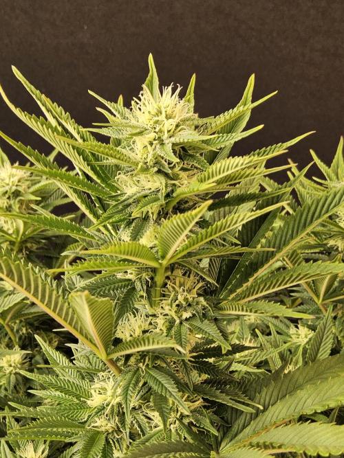 The Truffle of MSNL. Week 11
