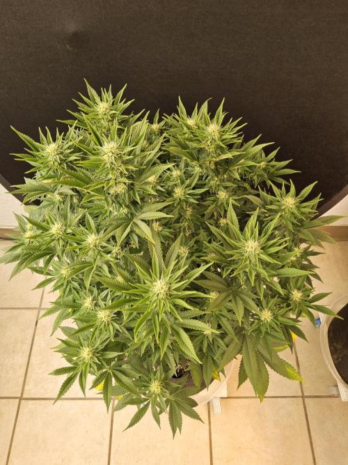 The Truffle of MSNL. Week 11