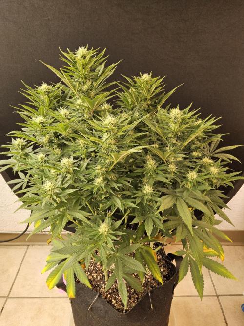 The Truffle of MSNL. Week 11