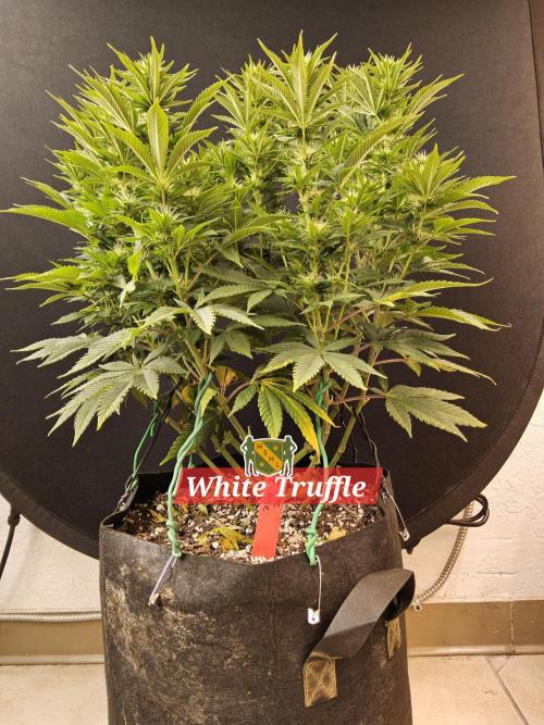 The Truffle of MSNL. Week 11