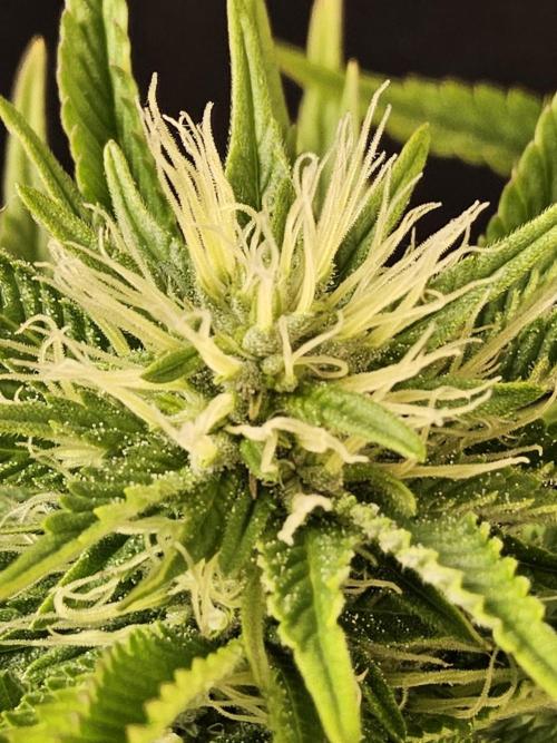 The Truffle of MSNL. Week 11