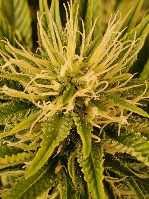 The Truffle of MSNL. Week 11