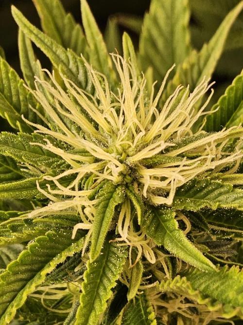 The Truffle of MSNL. Week 11