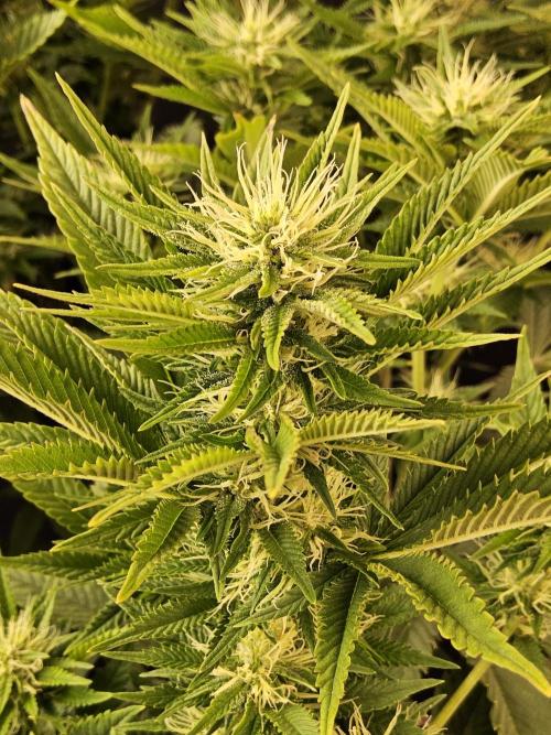 The Truffle of MSNL. Week 11