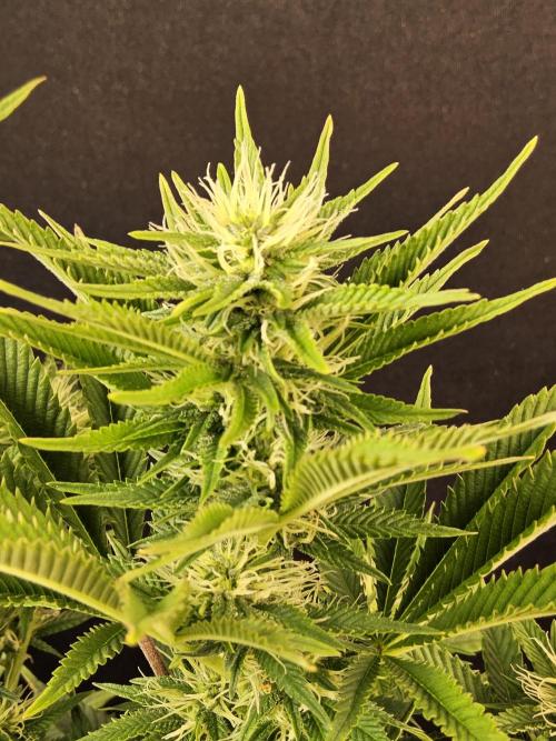 The Truffle of MSNL. Week 11