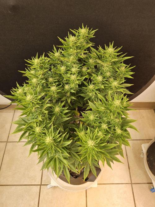 The Truffle of MSNL. Week 11