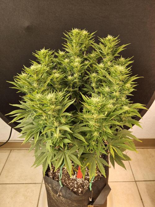 The Truffle of MSNL. Week 11