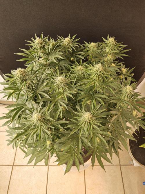 A Mafia Beast. Week 12