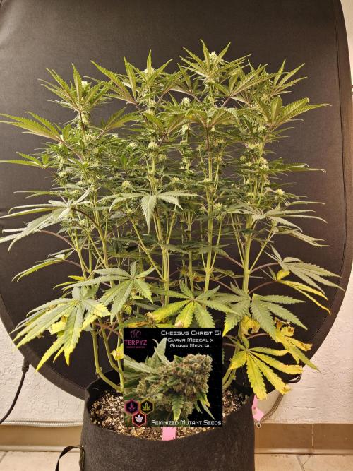 Freaky Cheese. Week 12