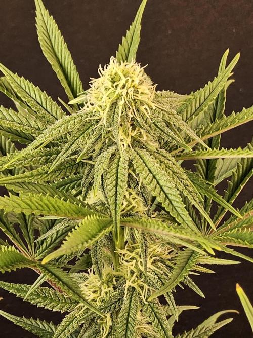 Freaky Cheese. Week 12