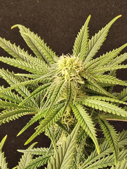 Freaky Cheese. Week 12