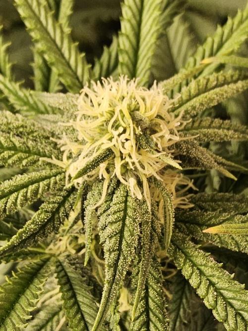 Freaky Cheese. Week 12