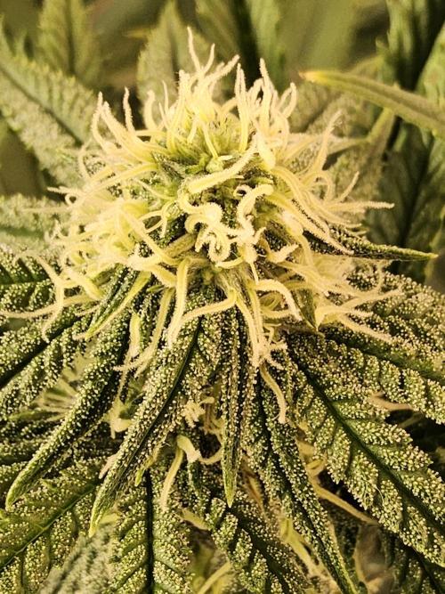 Freaky Cheese. Week 12