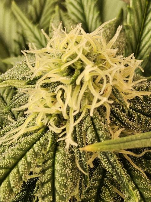 Freaky Cheese. Week 12