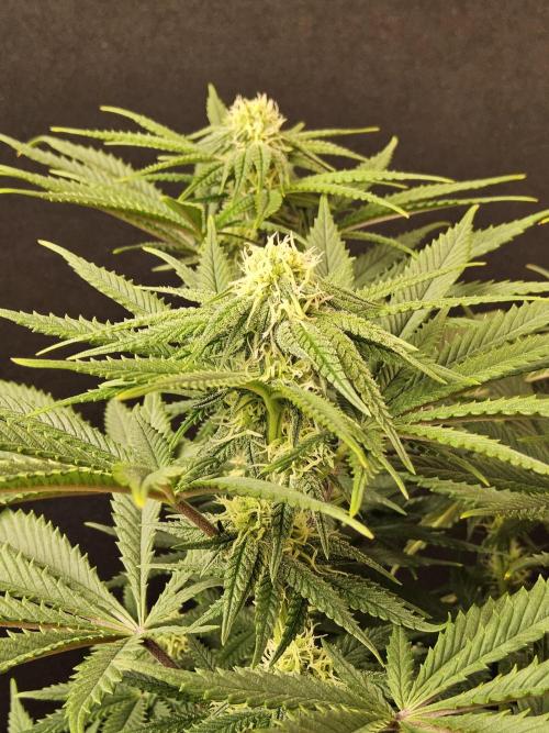 Freaky Cheese. Week 12
