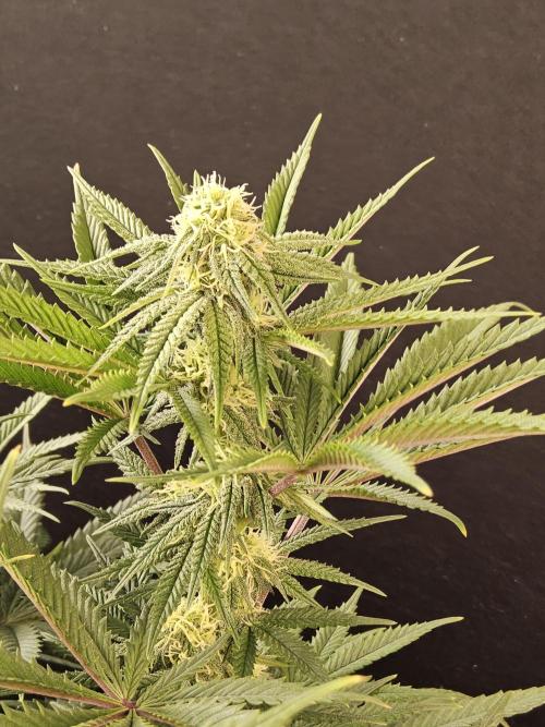 Freaky Cheese. Week 12